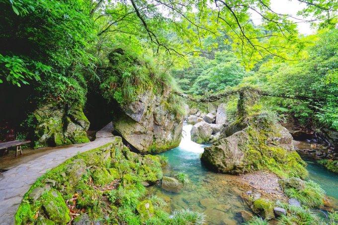 舟山丨风吹拂过鱼池的水面,吹拂过树叶,使得落叶轻轻飘落在黄蜡石平台上